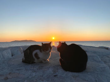 View of a cat on the beach