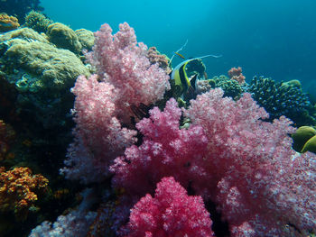 View of coral in sea