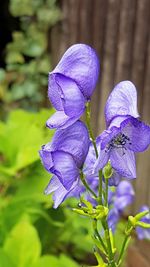 Close-up of purple iris flowers