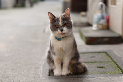 Portrait of cat sitting on footpath