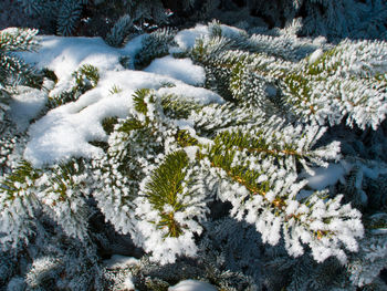 High angle view of pine tree during winter