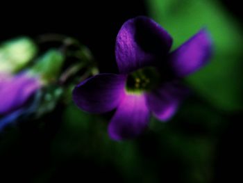 Close-up of purple flowers blooming outdoors