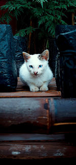 Portrait of cat sitting on wood