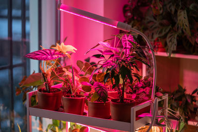 Phyto lamp illuminates plant at home. led lamp for supplementary lighting of houseplants in winter