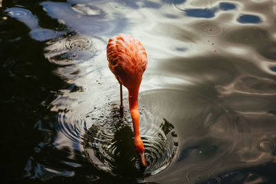 High angle view of flamingo swimming in lake