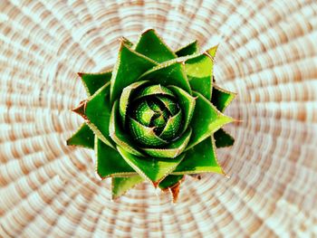 Directly above shot of plant