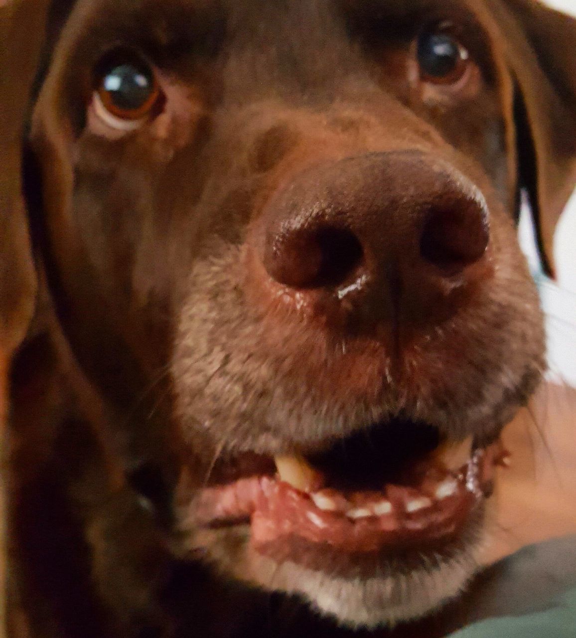 dog, pets, close-up, animal themes, one animal, domestic animals, mammal, animal head, animal nose, no people, portrait, outdoors, day