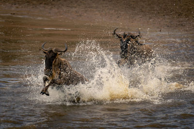 Close-up of water splashing in lake