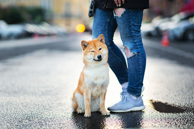 Low section of person with dog standing in city