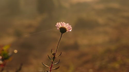 Close-up of wilted plant