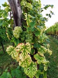 Close-up of grapes hanging on tree