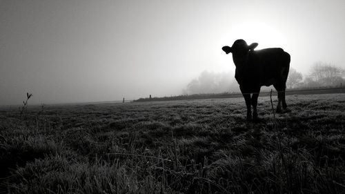 Horse standing in field