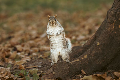 Close-up of squirrel on tree trunk