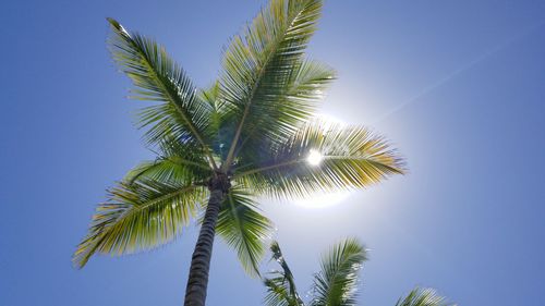 Low angle view of palm tree against clear blue sky