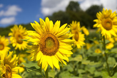 Close-up of sunflower on field