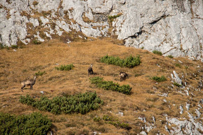 View of sheep on landscape