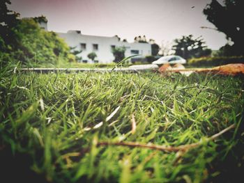 Close-up view of grass