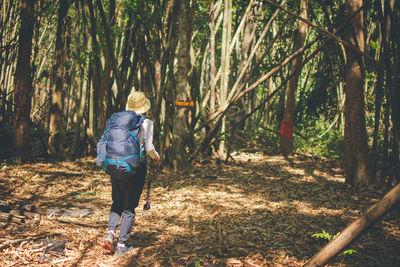 Rear view of backpacker hiking in forest