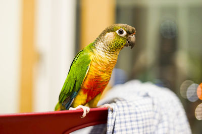 Close-up of parrot perching