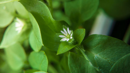 Close-up of flower