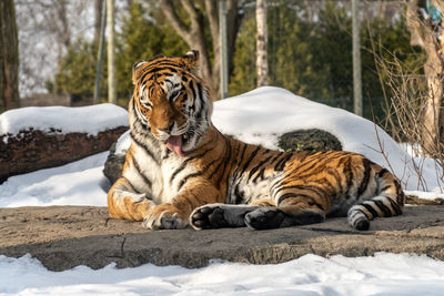 Tiger lying in a zoo