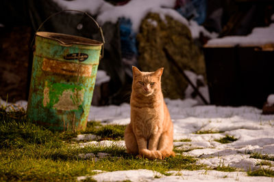 Portrait of cat sitting on snow covered land