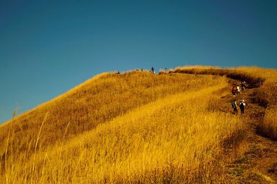 Man riding bicycle on grassy field against clear sky