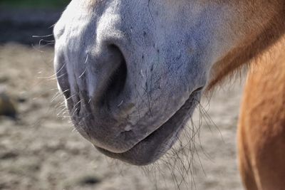 Cropped image of horse against field