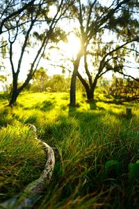 Trees on grassy field
