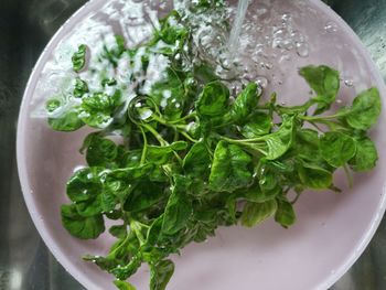 High angle view of salad in bowl