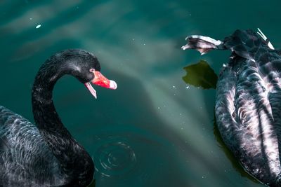 Close-up of swan swimming in lake