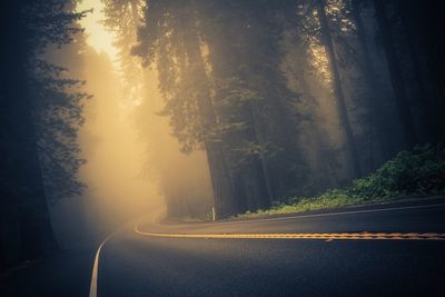 Road amidst trees at night