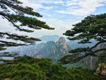 Scenic view of pine trees against mountains