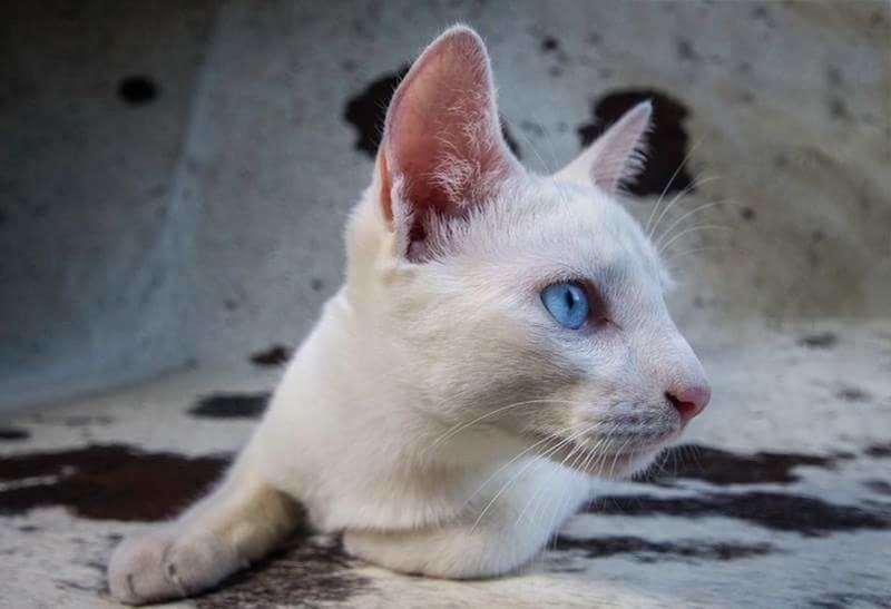 CLOSE-UP PORTRAIT OF CAT