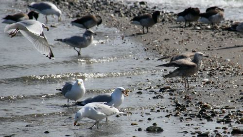 Seagulls on beach