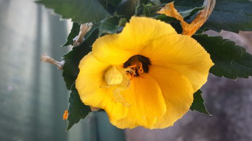 Close-up of yellow rose
