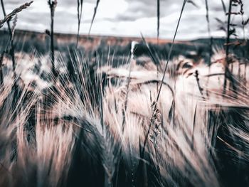 Close-up of stalks in wheat field