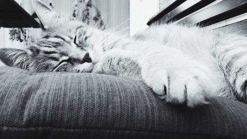 Cat sleeping on tiled floor