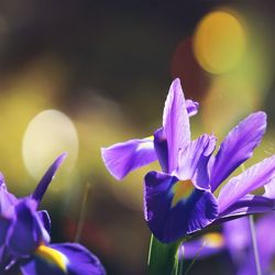 Close-up of purple flower