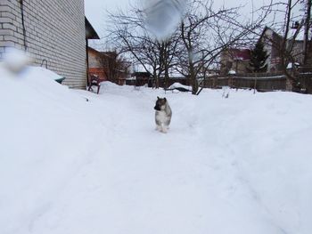 Cat on snow covered landscape