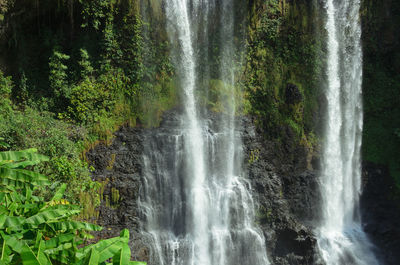 Scenic view of waterfall in forest