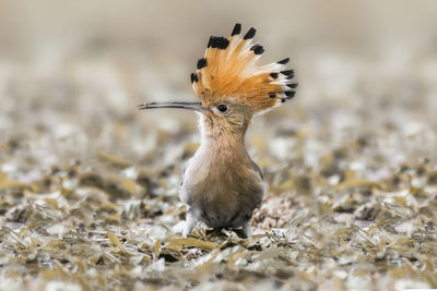 Close-up of a bird on field