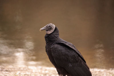 American black vulture coragyps atratus at the myakka river state park in sarasota, florida
