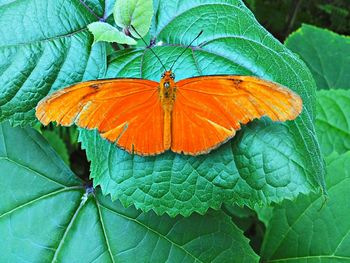 Close-up of butterfly on leaf