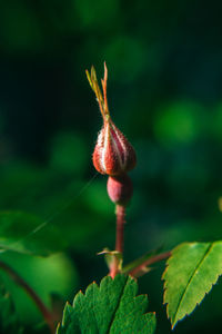 Close-up of red flowering plant