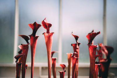 Close-up of red chili flower