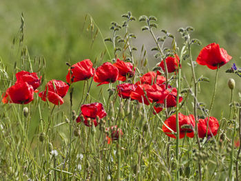 Close-up of red poppy flowers on field