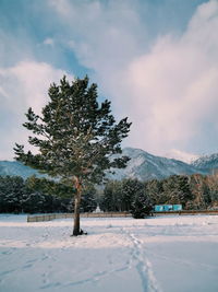 Trees on snow covered field against sky