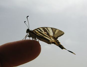 Cropped hand holding scarce swallowtail against sky
