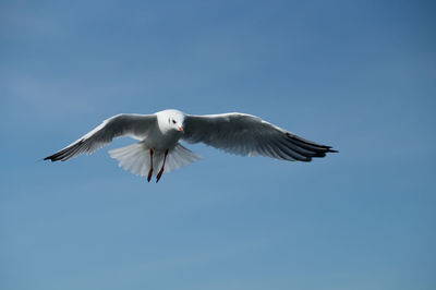 Low angle view of seagull flying against blue sky